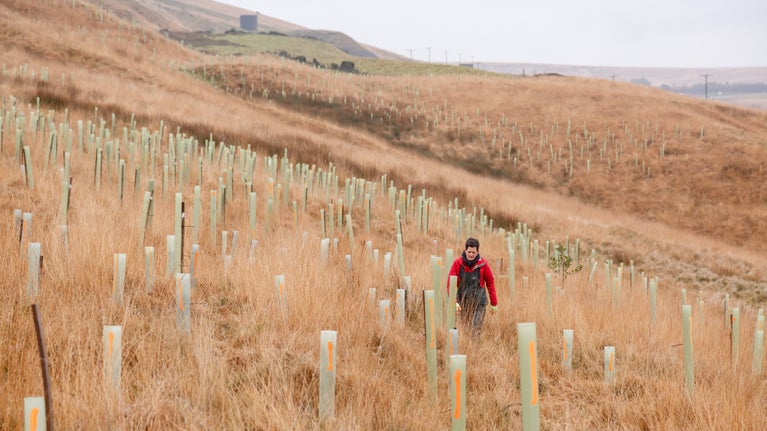 Woman walking through tree tubes on a grassy hillside
